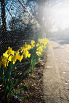 Spring Sunrise in Brookline