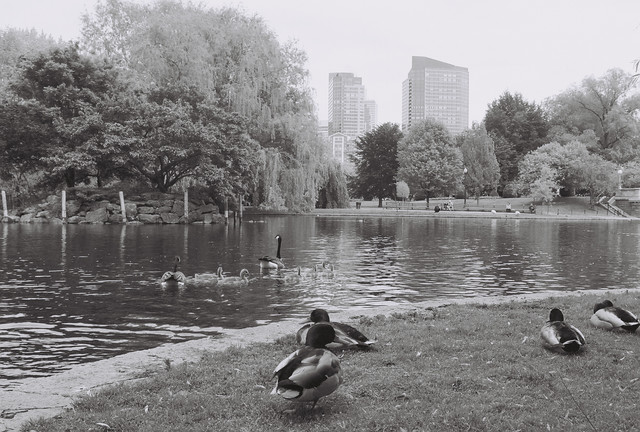 Ducks and the City