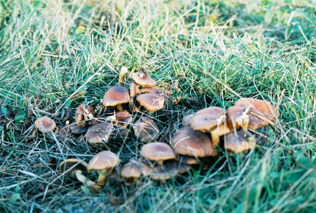 Fungi