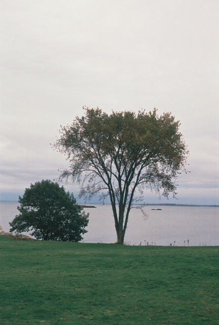 Trees and shadow