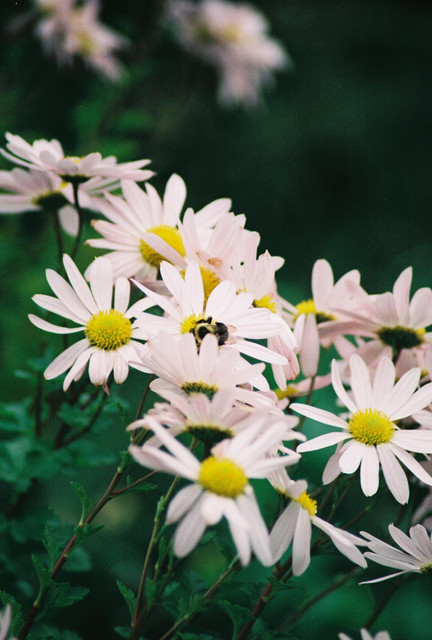 Bee on flower.jpg