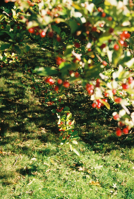 Berries and light.jpg