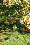 Berries and light.jpg