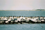 Birds Resting.jpg