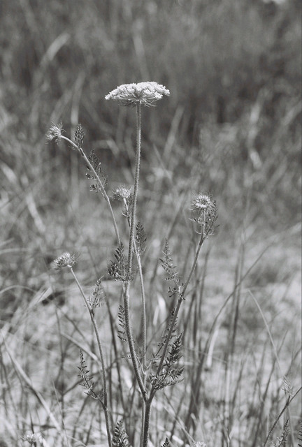 Cape Flower.jpg