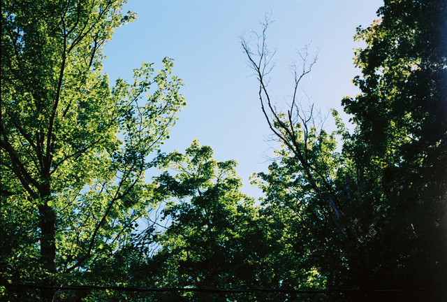 Trees and light.jpg