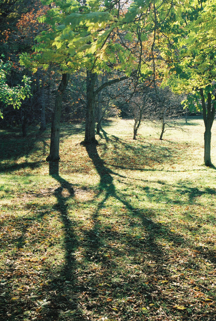 Trees and shadow.jpg