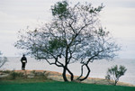 Fisherman and Tree