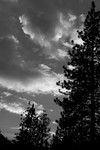 Tree and Cloud